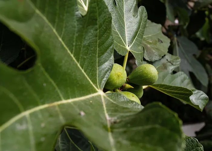 Apartment Lovelystay - The Fig Tree House Porto