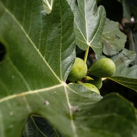 아파트 Lovelystay - The Fig Tree House 포르투